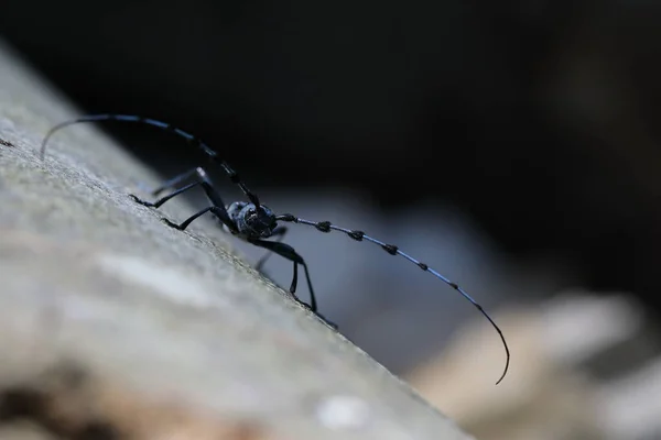 Rosalia Longicorn Rosalia Alpina Alpine Longhorn Beetle Swabian Jura Γερμανία — Φωτογραφία Αρχείου