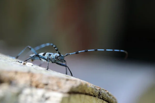 Rosalia Longicorn Rosalia Alpina Alpine Longhorn Beetle Swabian Jura Γερμανία — Φωτογραφία Αρχείου