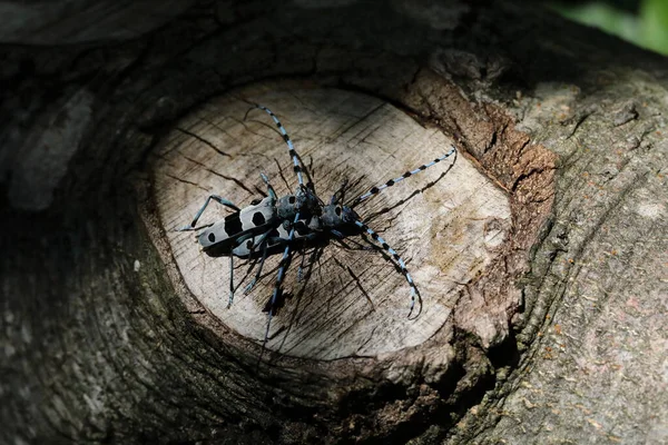 Rosalia Longicorn Rosalia Alpina Alpine Longhorn Beetle Swabian Jura Germany — Stock Photo, Image