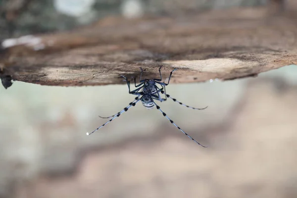 Rosalia Longicorn Rosalia Alpina Lub Alpine Longhorn Beetle Swabian Jura — Zdjęcie stockowe