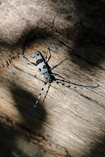 Rosalia Longicorn Rosalia Alpina Alpine Longhorn Kever Zwaben Jura Duitsland — Stockfoto