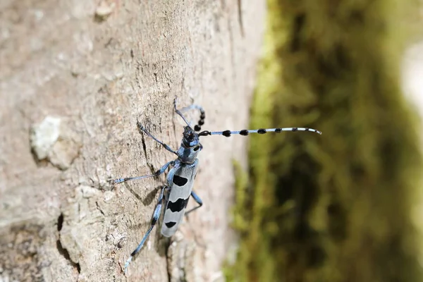 Rosalia Longicorn Rosalia Alpina Besouro Longhorn Alpino Swabian Jura Alemanha — Fotografia de Stock