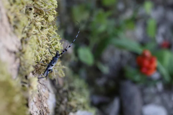 Rosalia Longicorn Rosalia Alpina Alpine Longhorn Beetle Swabian Jura Germany — Stock Photo, Image