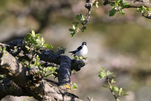 Ficedula Albicollis Ficedula Albicollis Německo — Stock fotografie