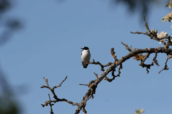 Collared Flycatcher Ficedula Albicollis Γερµανία — Φωτογραφία Αρχείου