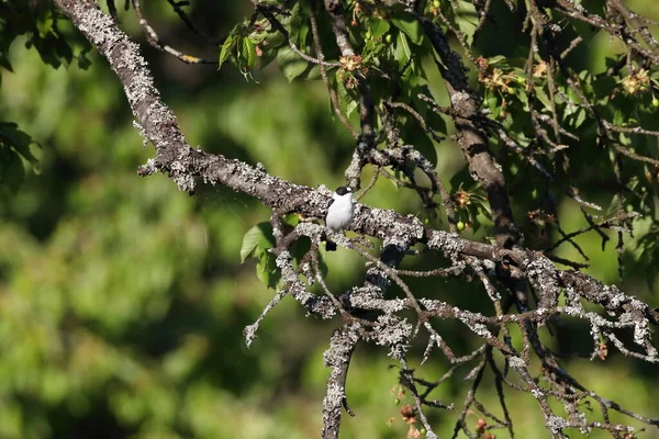 Kragenschnäpper Ficedula Albicollis Deutschland — Stockfoto