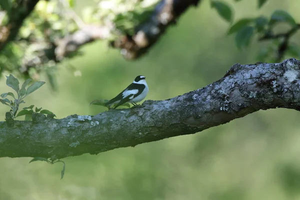 Collared Flycatcher Ficedula Albicollis — 스톡 사진