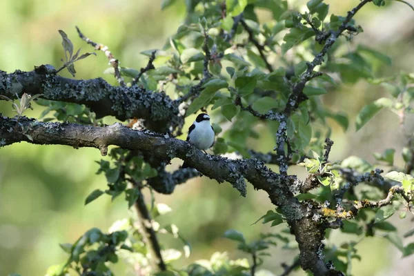 Collare Flycatcher Ficedula Albicollis Germania — Foto Stock