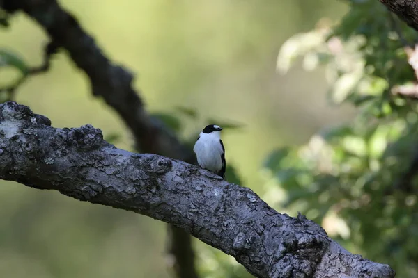 Collared Flycatcher Ficedula Albicollis Germany — Stock Photo, Image