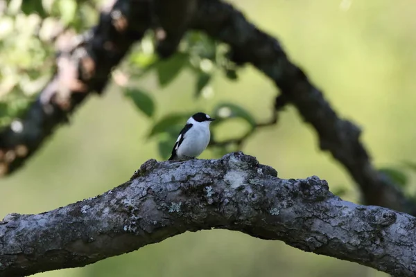 Collared Flycatcher Ficedula Albicollis — 스톡 사진