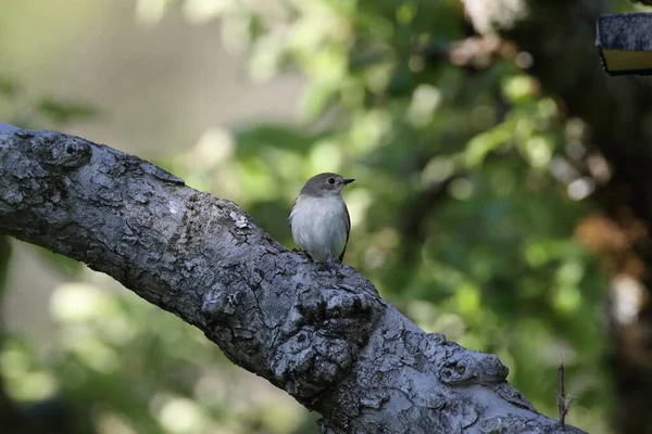 Collared Flycatcher Ficedula Albicollis Жінка Німеччина — стокове фото