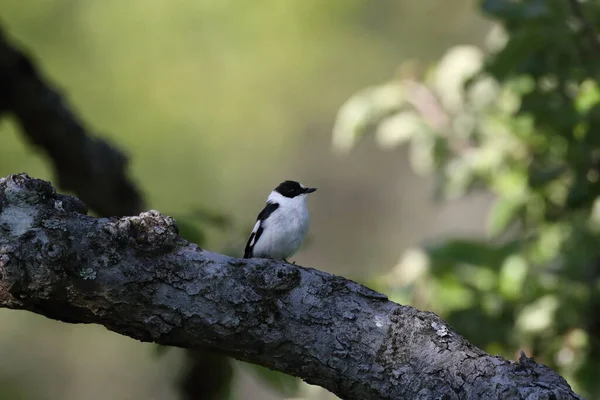 Collared Flycatcher Ficedula Albicollis — 스톡 사진