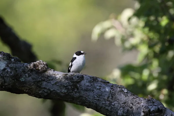 Flugsnappare Ficedula Albicollis Tyskland — Stockfoto