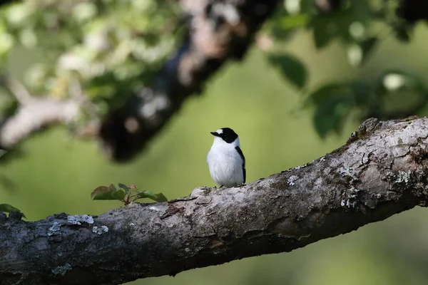 Collared Flycatcher Ficedula Albicollis — 스톡 사진