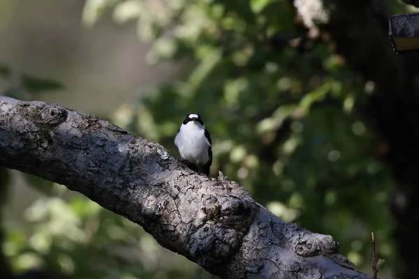 Collared Flycatcher Ficedula Albicollis Germany — Stock Photo, Image