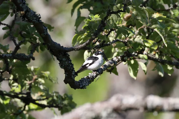 Collare Flycatcher Ficedula Albicollis Germania — Foto Stock