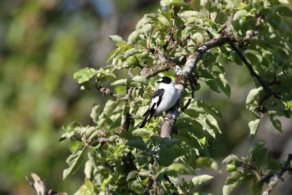 Collared Flycatcher Ficedula Albicollis — 스톡 사진