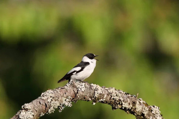 Collared Flycatcher Ficedula Albicollis Germany — Stock Photo, Image