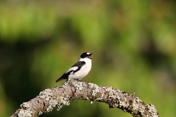 Collared Flycatcher Ficedula Albicollis Німеччина — стокове фото