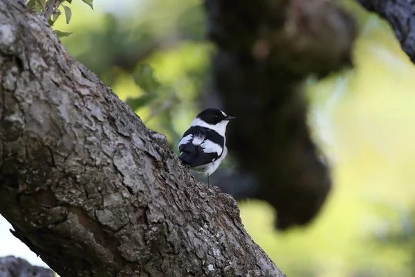 Collared Flycatcher Ficedula Albicollis Germany — Stock Photo, Image