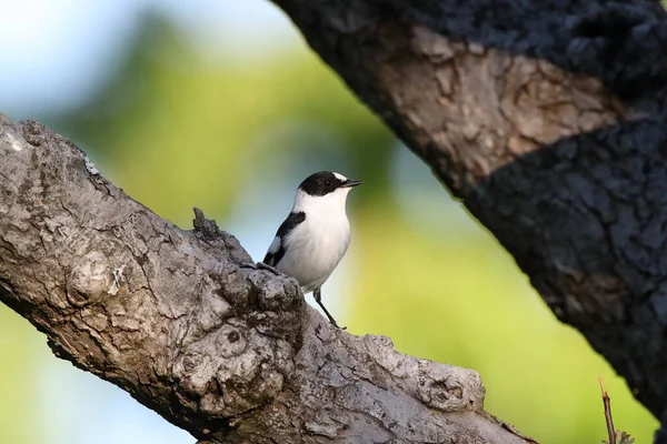 Collared Flycatcher Ficedula Albicollis — 스톡 사진