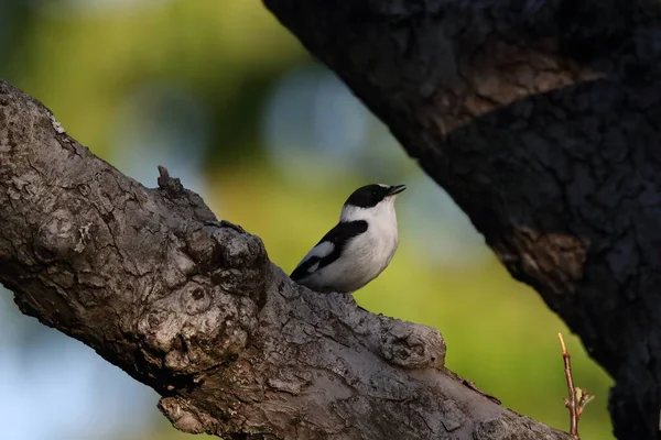 Collared Flycatcher Ficedula Albicollis Germany — Stock Photo, Image