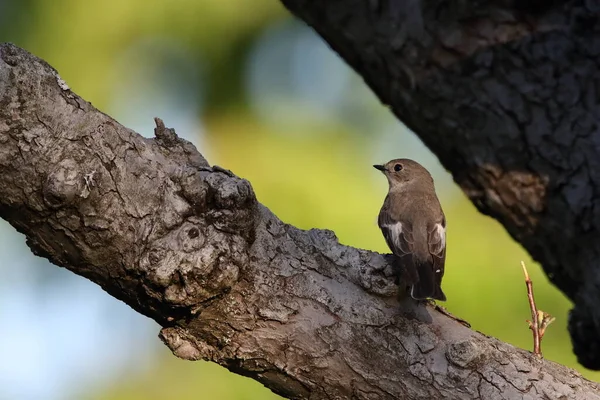 Colarinho Flycatcher Ficedula Albicollis Fêmea Alemanha — Fotografia de Stock