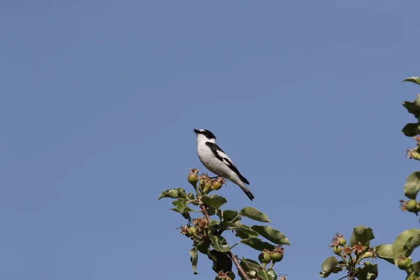 Collared Flycatcher Ficedula Albicollis Germany — Stock Photo, Image