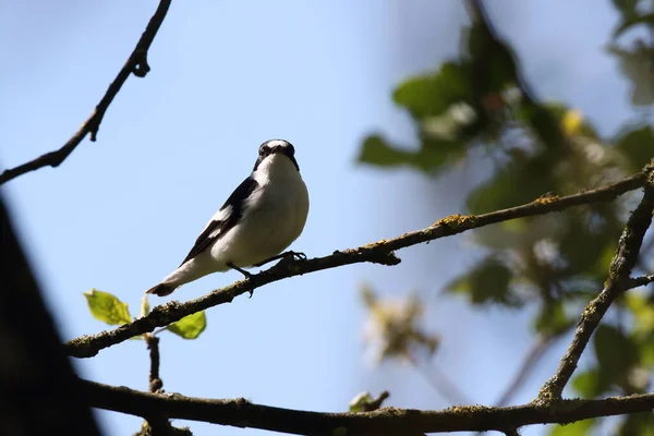 Collared Flycatcher Ficedula Albicollis Γερµανία — Φωτογραφία Αρχείου