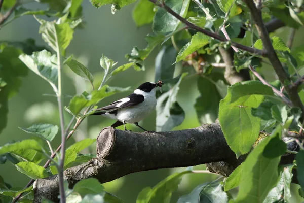 Ficedula Albicollis Ficedula Albicollis Německo — Stock fotografie