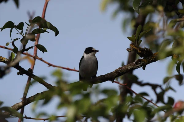 Collared Flycatcher Ficedula Albicollis — 스톡 사진