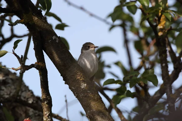 Moucherolle Collier Ficedula Albicollis Femelle Allemagne — Photo