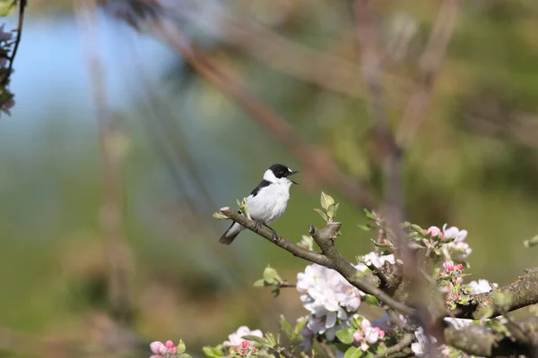 Ficedula Albicollis Ficedula Albicollis Německo — Stock fotografie