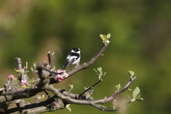 Collare Flycatcher Ficedula Albicollis Germania — Foto Stock