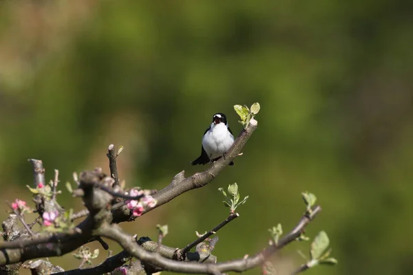 Ficedula Albicollis Ficedula Albicollis Německo — Stock fotografie