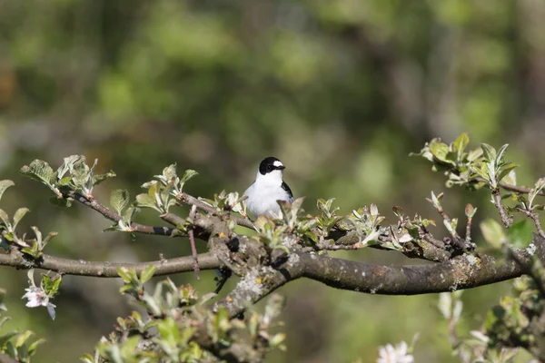 Collared Flycatcher Ficedula Albicollis Γερµανία — Φωτογραφία Αρχείου