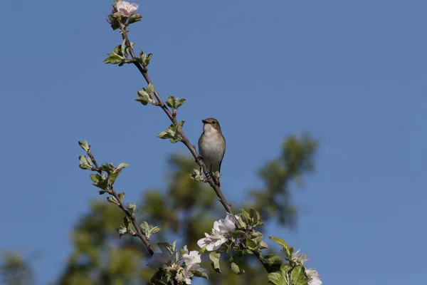 Colarinho Flycatcher Ficedula Albicollis Fêmea Alemanha — Fotografia de Stock