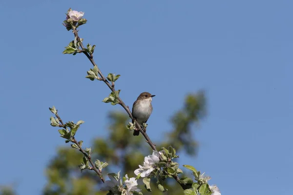 Colarinho Flycatcher Ficedula Albicollis Fêmea Alemanha — Fotografia de Stock