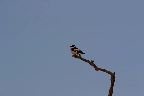 Collared Flycatcher Ficedula Albicollis Germany — Stock Photo, Image