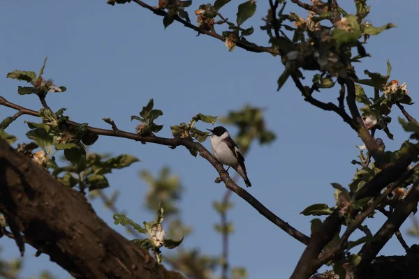 Collared Flycatcher Ficedula Albicollis Γερµανία — Φωτογραφία Αρχείου