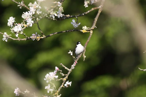 Ficedula Albicollis Ficedula Albicollis Německo — Stock fotografie