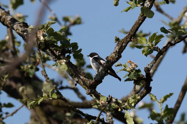 Collared Flycatcher Ficedula Albicollis Γερµανία — Φωτογραφία Αρχείου