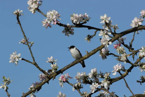 Collared Flycatcher Ficedula Albicollis Germany — Stock Photo, Image