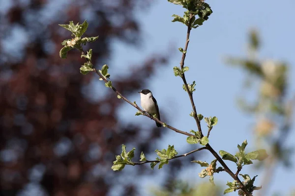 Ficedula Albicollis Ficedula Albicollis Německo — Stock fotografie