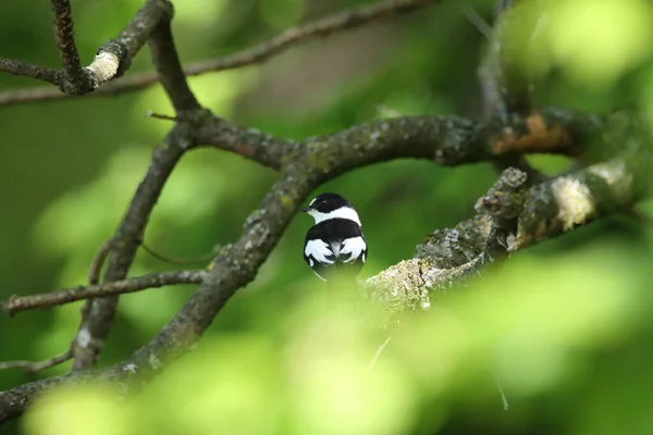 Collared Flycatcher Ficedula Albicollis Jerman — Stok Foto