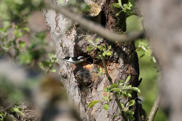 Collared Flycatcher Ficedula Albicollis — 스톡 사진