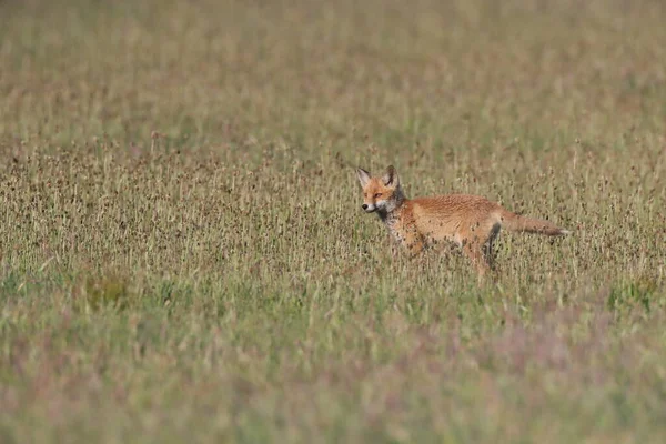 Rödräv Vulpes Vulpes Räv Unge Stående Äng — Stockfoto