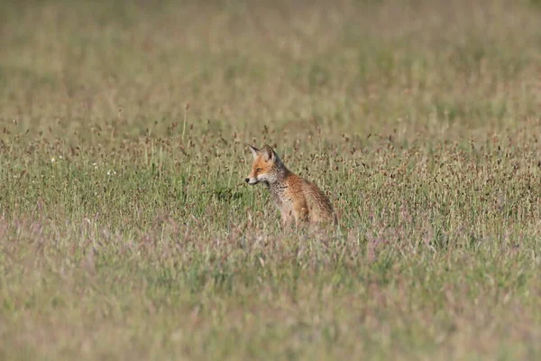 Raposa Vermelha Vulpes Vulpes Filhote Raposa Prado — Fotografia de Stock