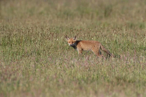 牧草地に立つキツネの赤ちゃん — ストック写真