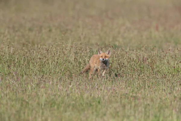 Renard Roux Vulpes Vulpes Petit Renard Debout Dans Une Prairie — Photo